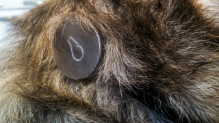 Adventure Tested: Whistle, A Fitness Tracker For Your Dog
